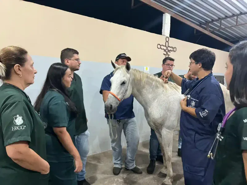 Clínica Equestre
